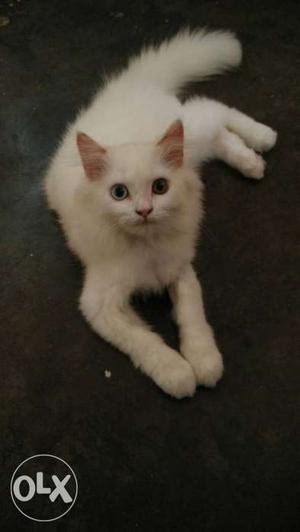 Lovly Persian cat 5 month