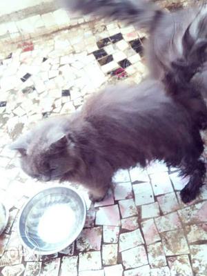 Male and female cat for sell