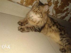 Male and female cat pure persian for sale