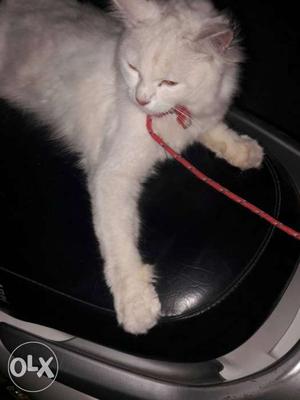 Male parshion cat 8months old urgent sell if