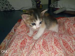 One month born Female Kitten(Colour - Brown, White &