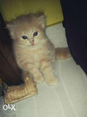 Only 1 month cute Persian kitten
