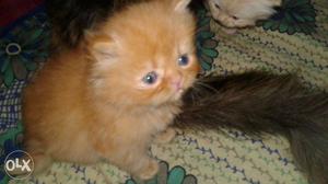 Orange Persian Tabby Kitten