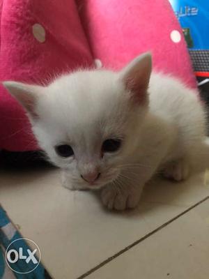 PERCIAN CATS 2 kittens available  each if