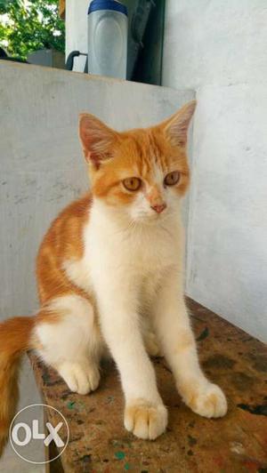 Parshan cat 2 cat 