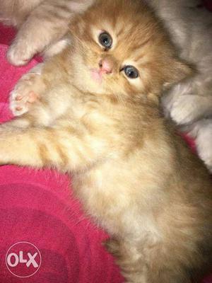 Percian cats doll face 3 male female for sale