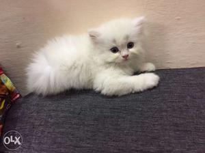 Persian Kitten white best quality