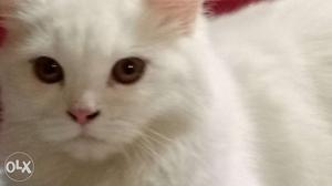 Persian cat 9 months old