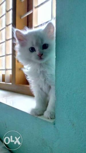 Persian cat doll face 3male 3female location