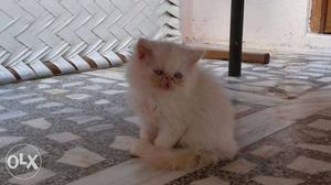 Persian cat extreme punch pace