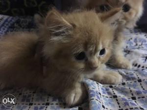 Persian cat for sale at very low cost.  for