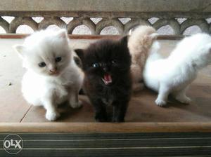 Persian cat & kitten dealers we provide variety of cat