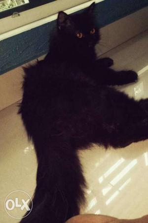 Persian cat male prooven male.toilet trained.1.2