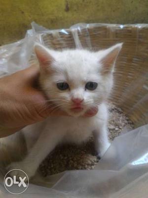 Persian cat male pure white and healthy.