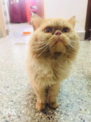 Persian cat, one year and half