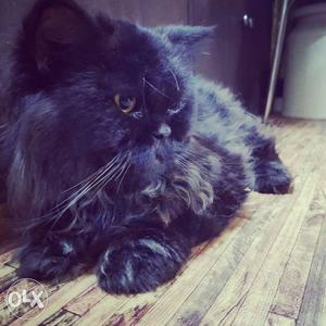 Persian male cat semi punch for mating breeding