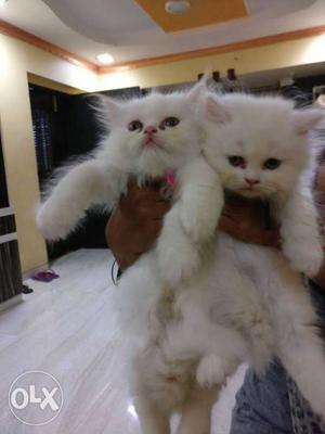 Persian white cat for sale slightly negoceble