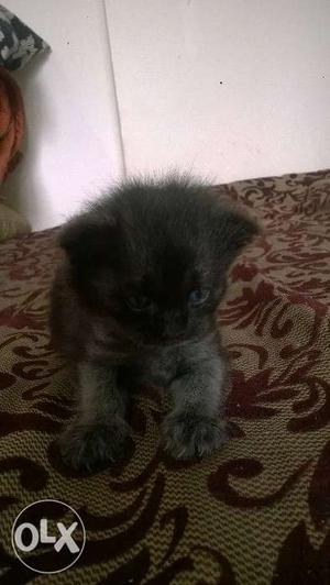 Persion cat black and white shade one half month