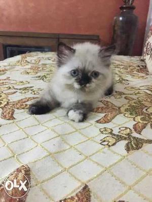 Pure Himalayan Persian cat. age - 2 months,