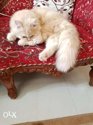 Pure Persian Cat Available for sale... Only !
