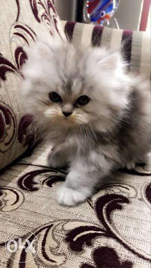Pure Persian Cats, Two Months Old, Both Cats