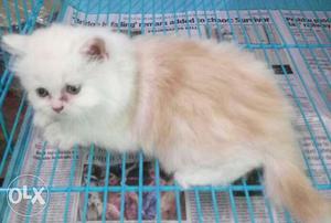 Pure Persian Kitten. she is 1 month old. white