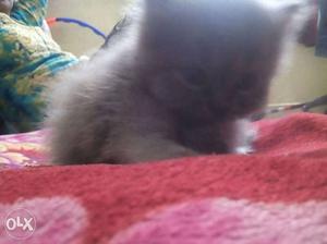 Pure Persian kittens 1month opd no negotiable