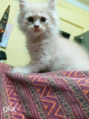 Pure home breed persian cat