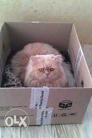 Pure male Persian cat semi punch breed eats only