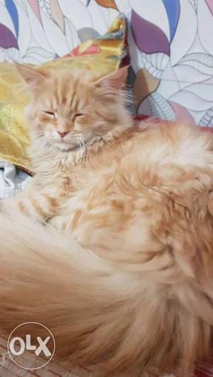 Pure percian male cat...fur quality is awsome nd