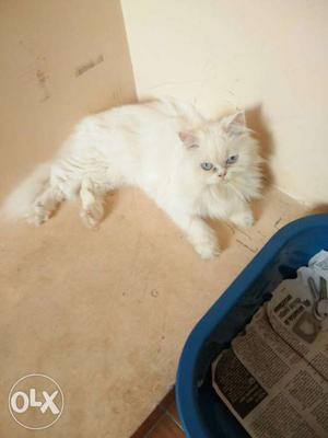 Pure white Persian cat with blue eyes