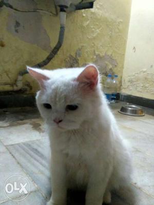 Pure white female persian age 1 yr imported from