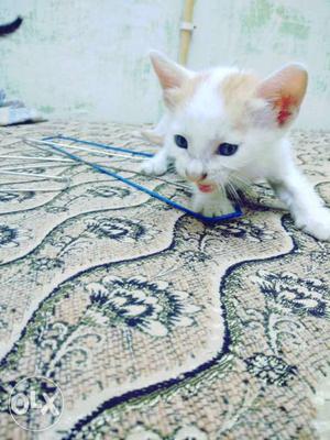 Short-fur Brown And White Kitten