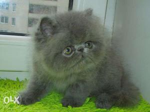 So nice persian kitten cash on delivery