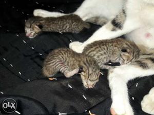 Three Black Kittens