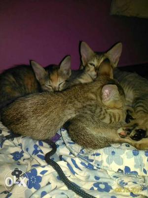 Three Brown Tabby Cats