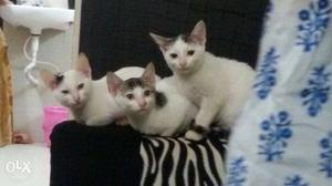 Three White And Black Cat