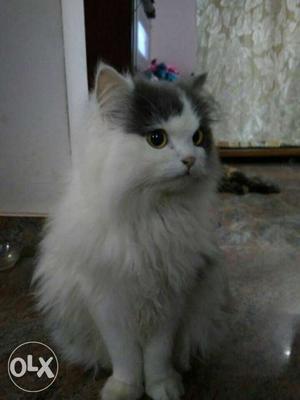Two Persian cats for sale white and grey is 6