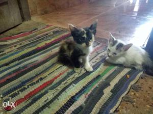 Two Short-fur White, Black, And Gray Kittens