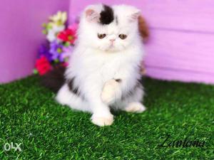 Very pretty persian kittens available in etawah