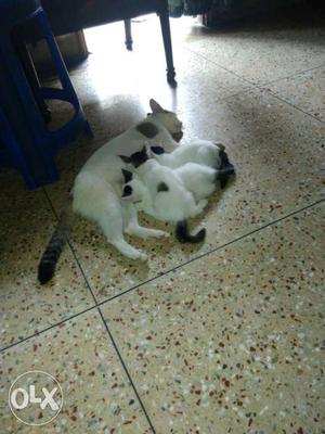White And Black Fur Cat. Too cute with mom.ketty
