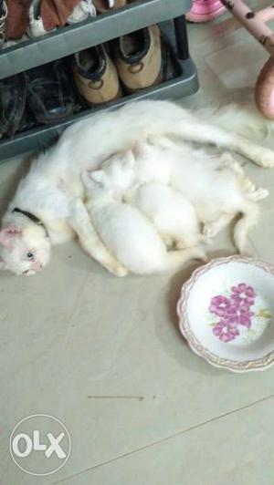 White Cat And Three White Kittens