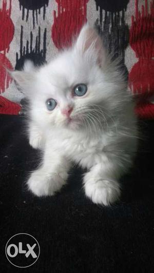 White Persian Kitten