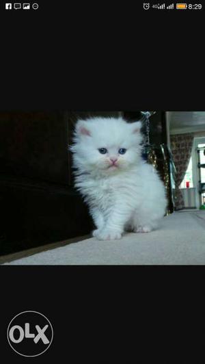 White Persian Kitten Screenshot