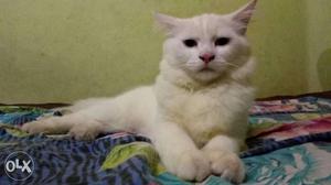 White Persian cat dollface 5 months old... urgent