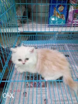 White and brown semi punched persian cat 1 month