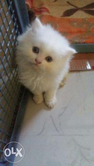White color kitten available so nice Persian