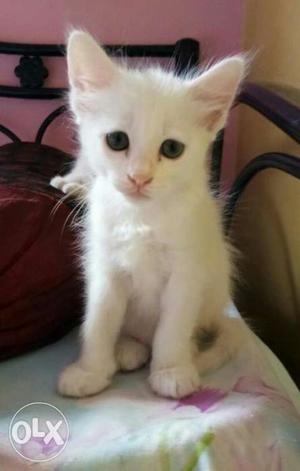 white kittens for sale