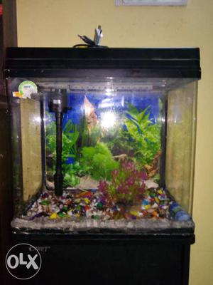 8 months old, this fish tank is clear fibre and