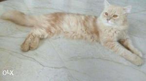 A persian cat. He is healthy and is very cute.